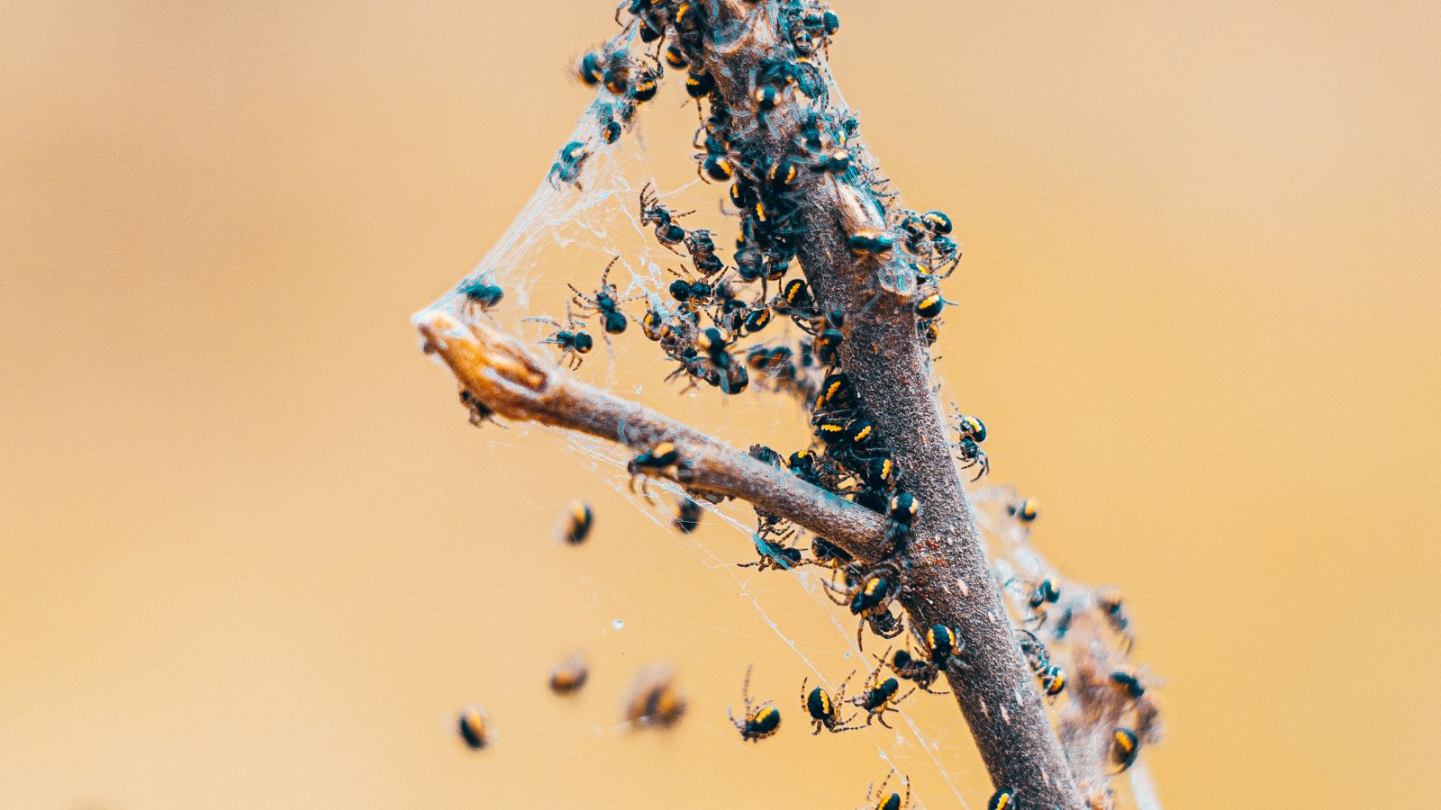 Power Pest Control technician providing professional pest treatment in Randburg
